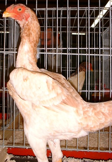 hen bluewheat