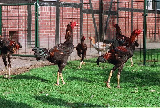 darkcockerelflock