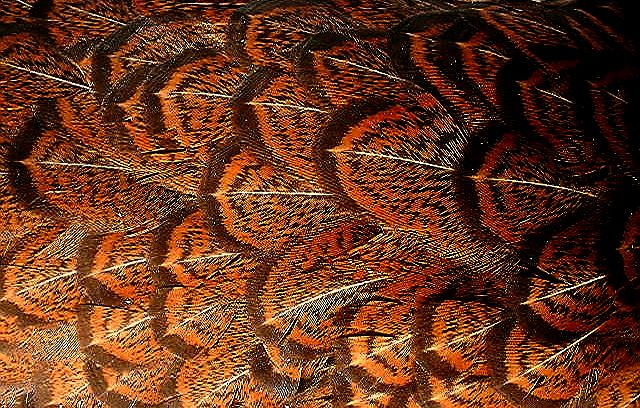 darkplumage