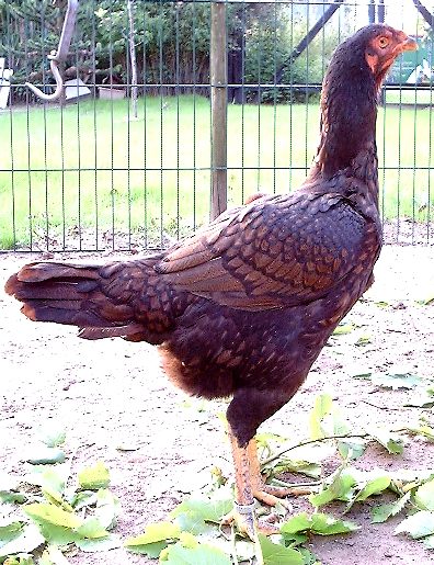 hendark