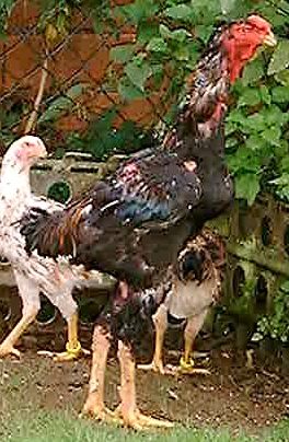 roosterdark
