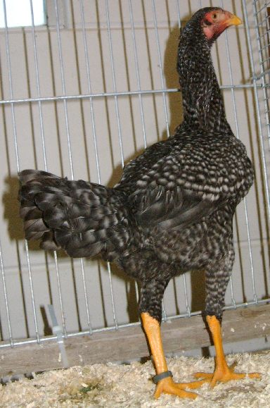 hencuckoo