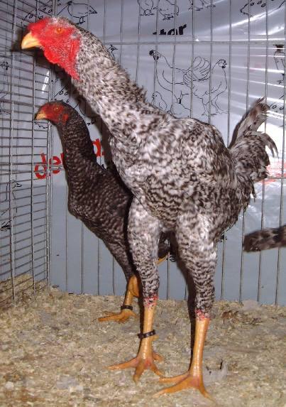 Malayduocuckoo