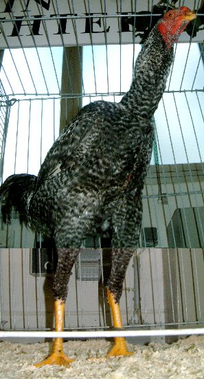 roostercuckoo
