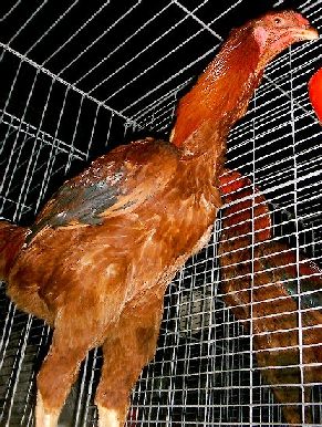 roosterred