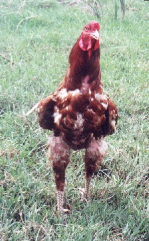 roosterred pakistan