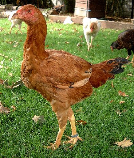 chickred