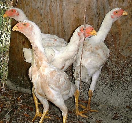 chickspile