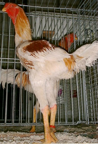 roosterpile