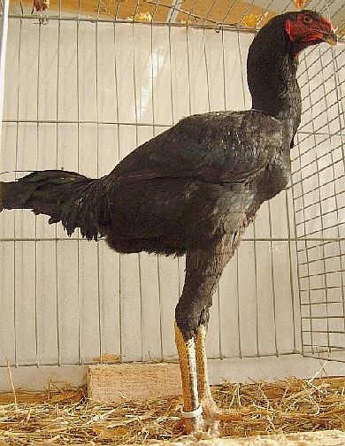 Blackmalayrooster
