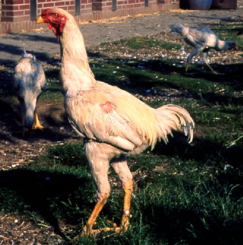 roosterwhite