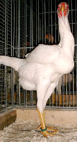 henwhite