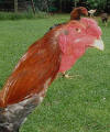 wheatenroosterhead
