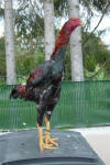 Malayrooster Michel