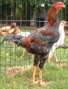 roosterwheaten