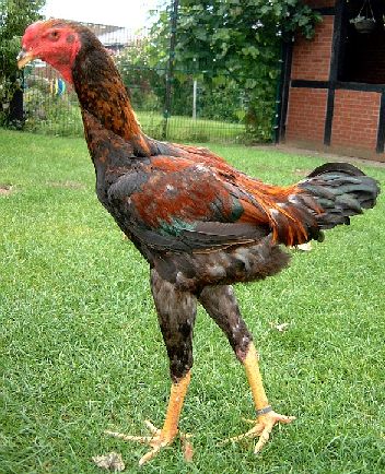 roosterpartridge
