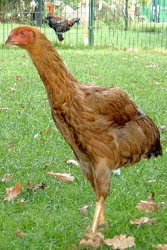 patridgehen